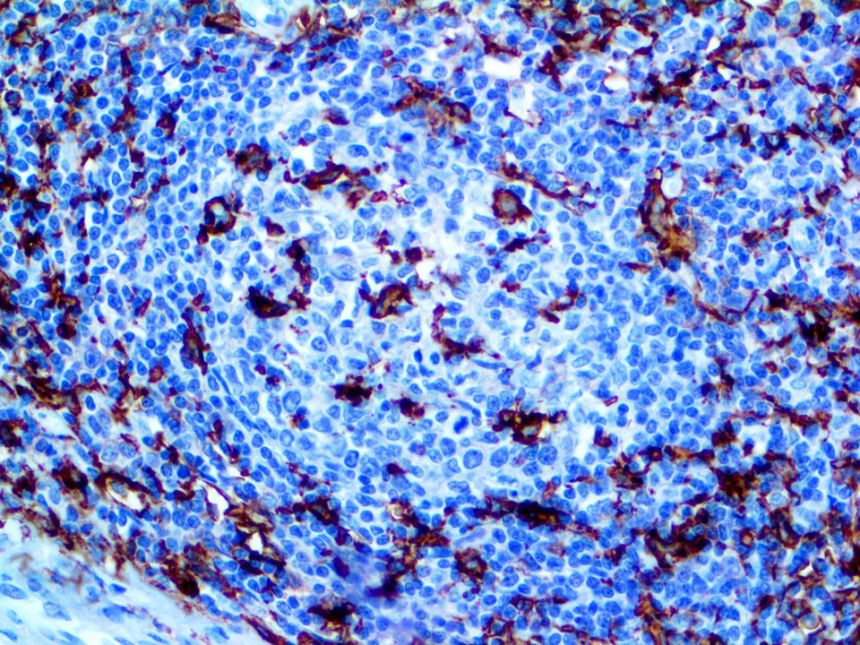 CD11c – RMab