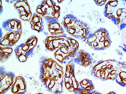 Caveolin-1 – RMab