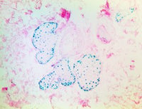 TintoFast Androgen Receptor (BSB-4), MMab